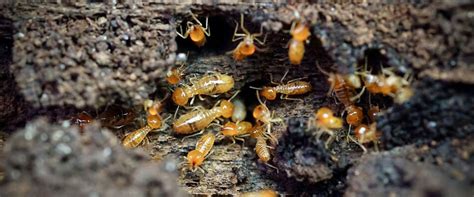 Termite Control | JM Pest Control Services | Kanchipuram