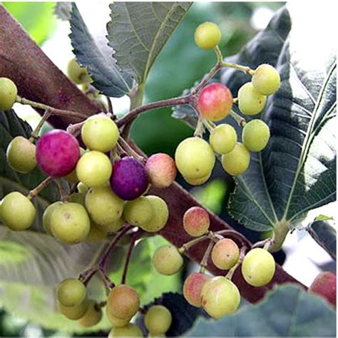Platone's Phalsa Falsa Grewia Asiatica Sherbet Berry Fruit Plant ...