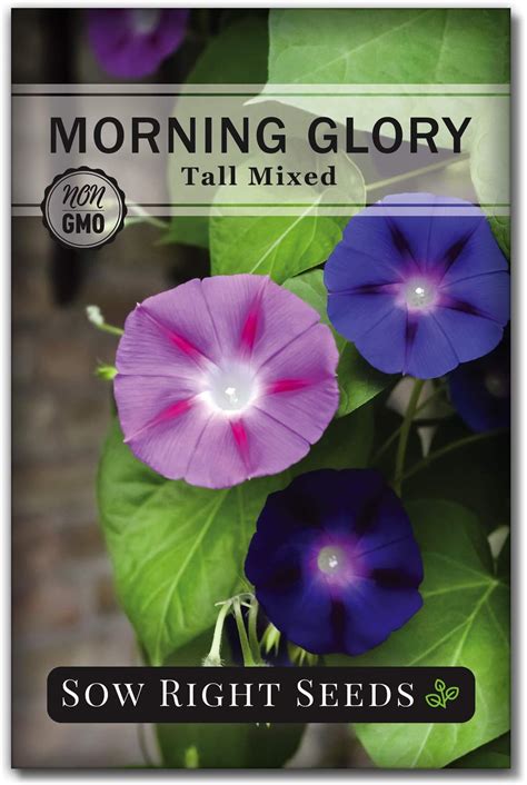 Amazon.com : 100pcs/pack Morning Glory Seeds Beautiful Perennial ...