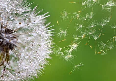 Image result for Small Spring Compressor Tool