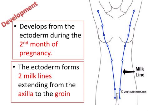 anatomy of breast with Dr. Ameera Alhumidi.pptx