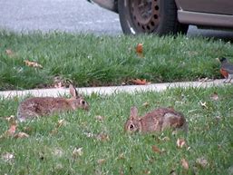 Image result for Spring Bunnies Pics