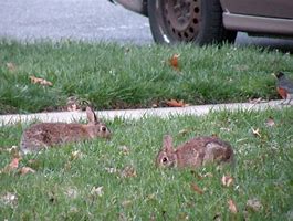 Image result for Animated Spring Bunnies