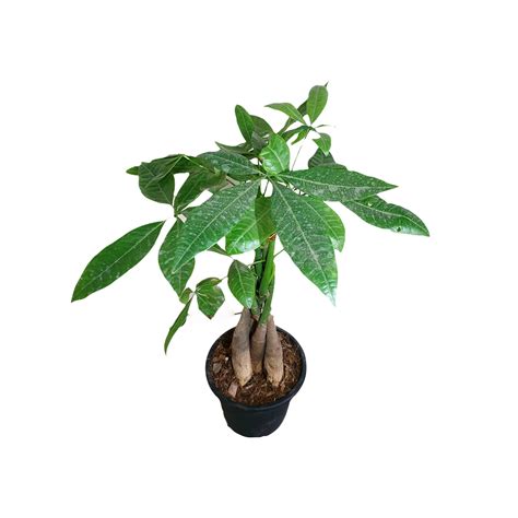 Buy Root Bridges Pachira Aquatica Money Tree Plant Online at Lowest ...