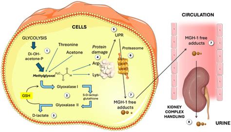 Exploring Glyoxalase Strategies for Managing Sugar-Induced Chronic Diseases