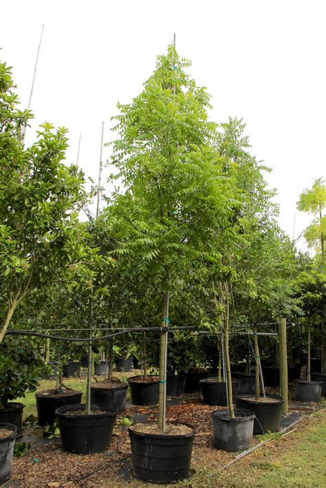 Neem Tree 的图像结果