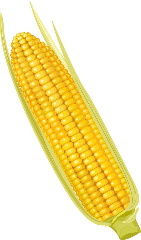 Corn on the cob Maize Corncob Vegetable - Cartoon yellow corn png ...