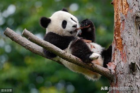 国宝熊猫的简介-国宝——大熊猫的介绍