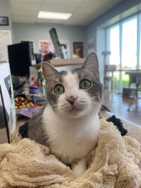 About - RGV Low Cost Spay Neuter Clinic