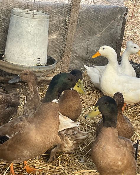 Image result for String Farm