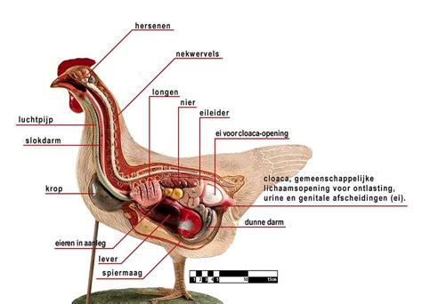 Image result for Chicken Digestive System