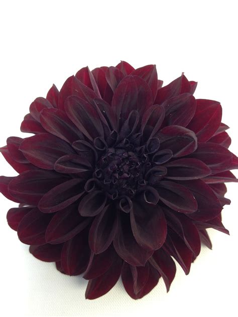 Black Satin Dahlia , Tried & True Favorite Dahlia Varieties — Flourish ...