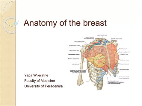 Anatomy of the breast | PPTX