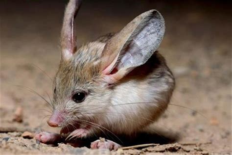 世界上最小的跳鼠是什么 三趾心颅跳鼠（身材迷你）_探秘志