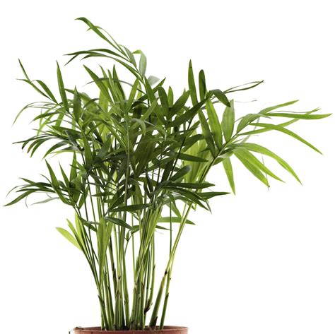 Bamboo Palm: Ultimate Plant Care And Growing Guide | Gardening Know How