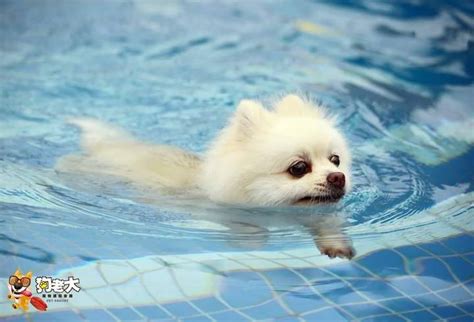 狗狗夏天玩水可沒這麼簡單 | Zoetis 寵物健康網