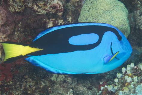 Paracanthurus hepatus
