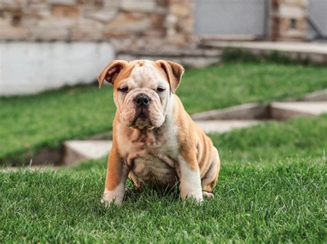 Image result for Most Common Dog Names