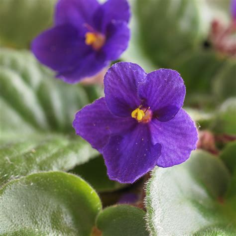 Are African Violets Poison To Cats And Dogs