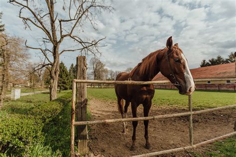 Free picture: farmhouse, farmland, horse, livestock, ranch, rural ...