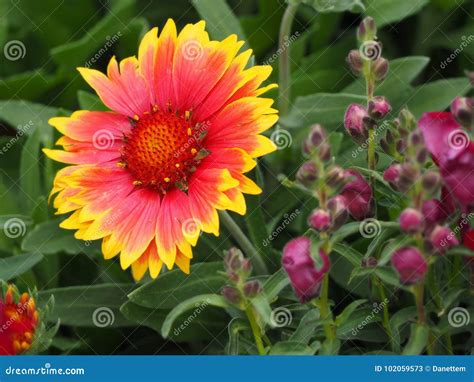 The Beautiful Full Bloom of the Arizona Sun Blanket Flower Stock Image ...