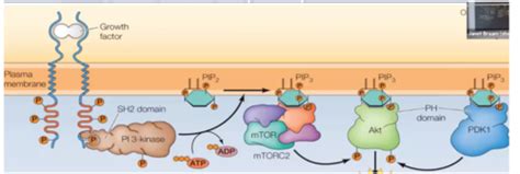 Image result for Pi PIP2 PIP3