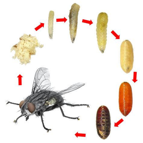 What Do Flies Need To Lay Eggs at George Ashcraft blog