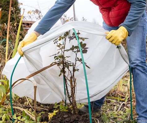 Protecting Plants From Freezing Temperatures How To Protect Plants
