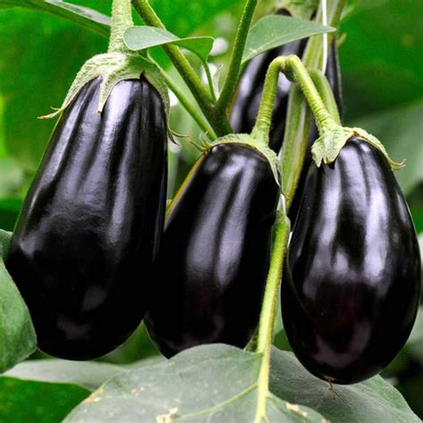 Buy Premium Quality Seeds Online%%sep%% OrganicBazar