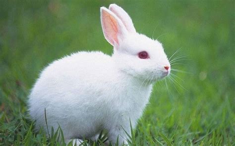 大气的宠物兔的名字 - 苗苗知道