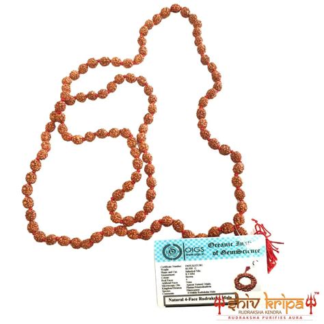 Real 4 Mukhi Rudraksha Mala With Certification – Shiv Kripa Rudraksha