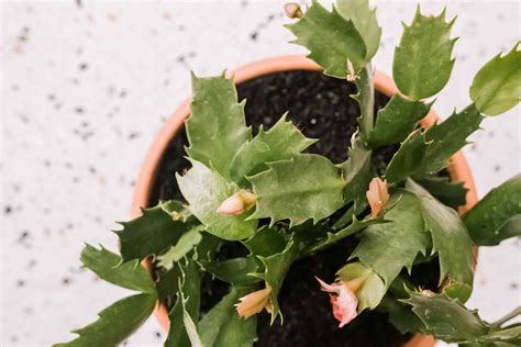 How to Care for Holiday Cactus (Christmas Cactus)