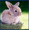 Image result for White Stuff Bunny