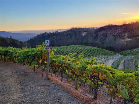 Gallery | Laguna Canyon Winery