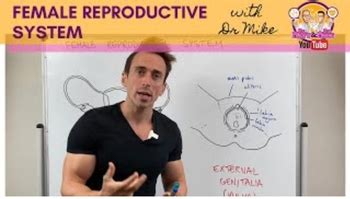 Crash Course Reproductive 的图像结果