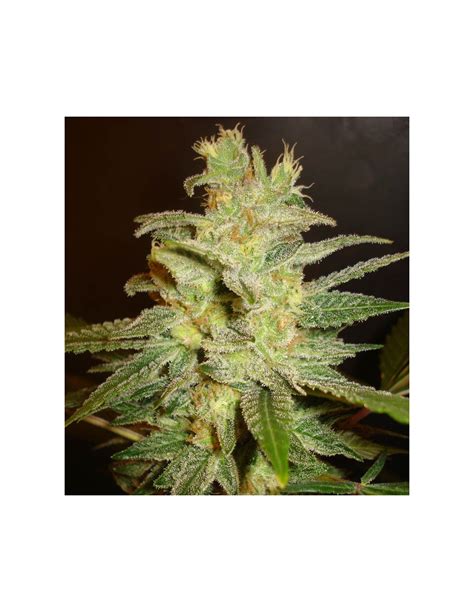Northern Light x Big Bud (World of Seeds) Feminized Seeds