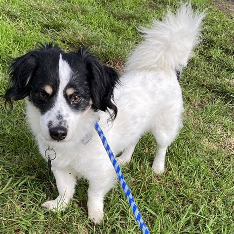 Buddy (12) - Costa Mesa Location is available for adoption at Priceless ...