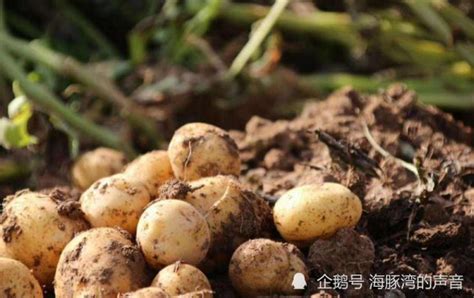 一句谣言让济宁70余亩土豆被哄抢 时隔一周仍有村民来挖_山东频道_凤凰网