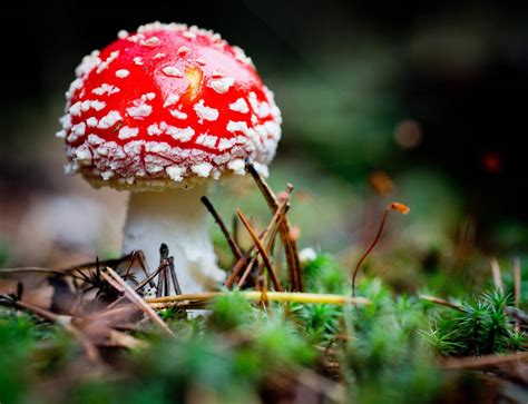 Magic mushroom eases anxiety and depression in cancer patients