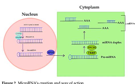 Image result for microRNA Design