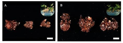 Optimizing Rhizome Quality in Ligusticum chuanxiong Hort. Through High ...