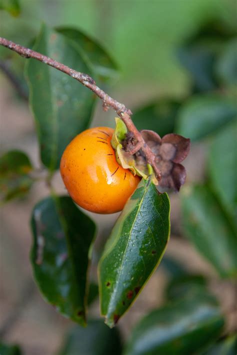 Image result for Dunstan Chestnut Tree Problems