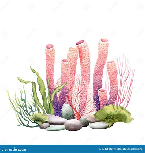 Coral Reef Plants Pictures