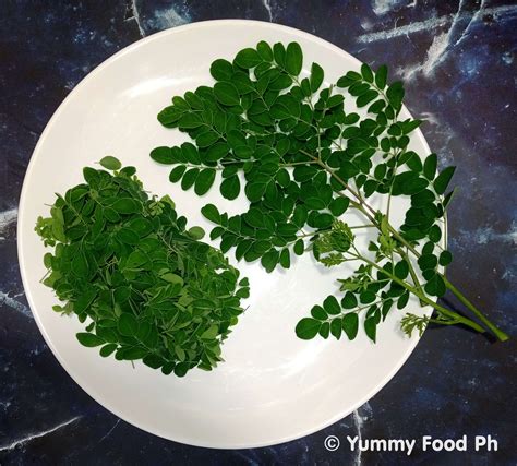 Malunggay – Moringa Oleifera