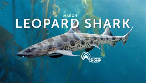 Leopard Shark Facts It's #SharkWeek, Every Week! Heal The Bay