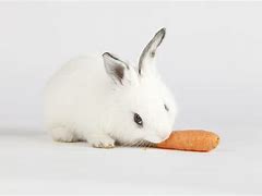 Image result for bunnies eating carrots
