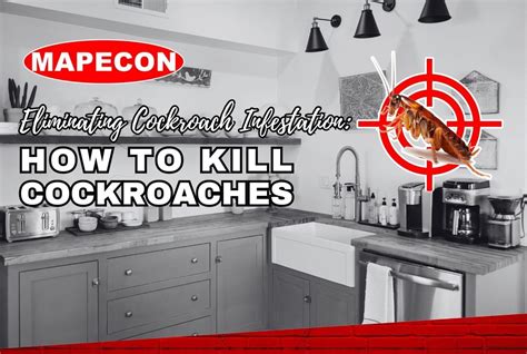 How to Kill Cockroach 的图像结果