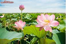 dei fiori la fioritura dei fiori di loto a mantova con i barcaioli dei fiori la fioritura dei fiori di loto a mantova con i barcaioli