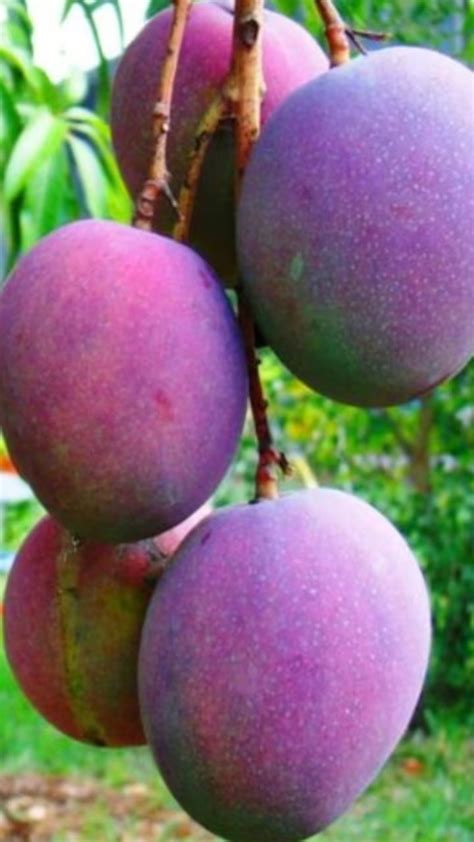 Most Expensive Mango 的图像结果