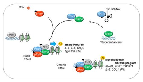 Viruses | April 2020 - Browse Articles